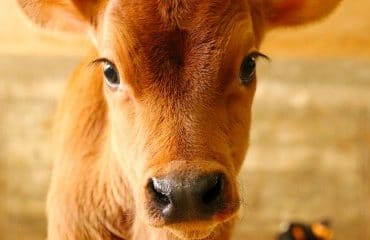 Éleveurs de bovins : aides aux veaux sous la mère et aux veaux bio 2021