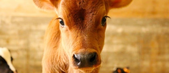 Éleveurs de bovins : aides aux veaux sous la mère et aux veaux bio 2021