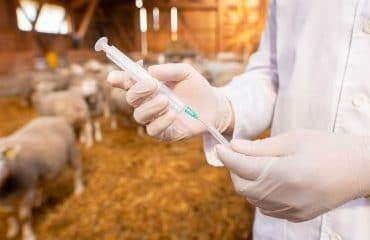 Éleveurs : l’importation de viandes aux antibiotiques de croissance est interdite