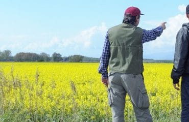 Résiliation d’un bail rural pour cause d’arrachage d’une haie