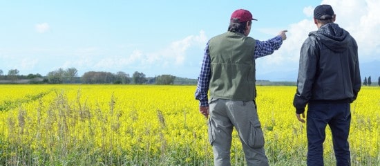 Résiliation d’un bail rural pour cause d’arrachage d’une haie