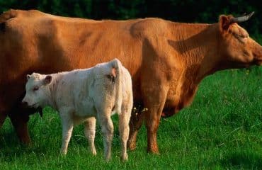 Éleveurs de bovins : aides aux veaux sous la mère et aux veaux bio 2022