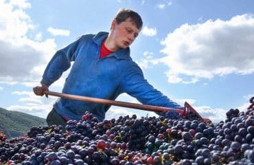 Viticulteurs : l’avenir du secteur de la viticulture à l’horizon 2040