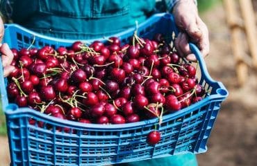 Arboriculteurs : haro sur les cerises traitées au phosmet !