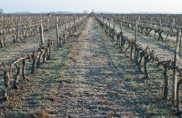 Viticulteurs : autorisations de plantation de vignes nouvelles pour 2023