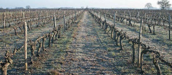 Viticulteurs : autorisations de plantation de vignes nouvelles pour 2023