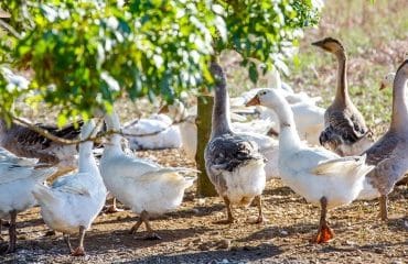 Aviculteurs : allègement des mesures anti-grippe aviaire