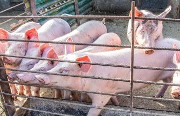 Éleveurs de porcs : avancées commerciales avec la Chine