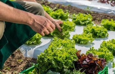 Agriculture biologique : le plan de soutien de l’État à la filière