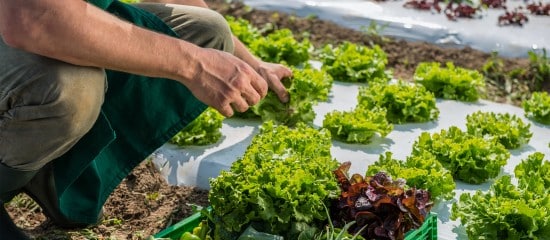 Agriculture biologique : le plan de soutien de l’État à la filière