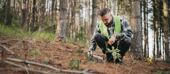 Experts forestiers : accès aux données cadastrales