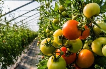 Maraîchers : la vente de légumes bio d’été sous serres chauffées à nouveau autorisée en hiver