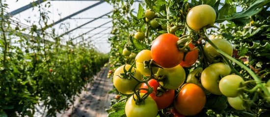 Maraîchers : la vente de légumes bio d’été sous serres chauffées à nouveau autorisée en hiver