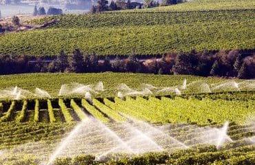 Viticulteurs : interdiction d’irriguer les vignes