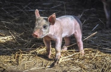 Eleveurs de porcs : ouverture du marché australien à la viande de porc française