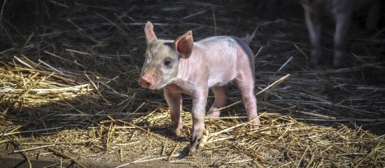 Eleveurs de porcs : ouverture du marché australien à la viande de porc française