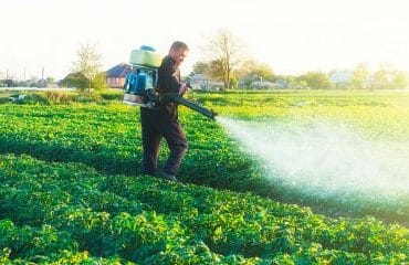 Céréaliculteurs, producteurs de pommes de terre : encadrement de l’usage du prosulfocarbe