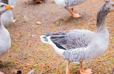 Aviculteurs : le risque de grippe aviaire repasse au niveau modéré