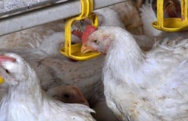 Aviculture : le risque de grippe aviaire porté au niveau « élevé »