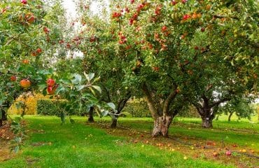 Arboriculture : aide à la plantation de pommiers à cidre