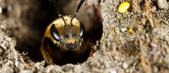 Apiculture : aide aux exploitations apicoles en difficulté