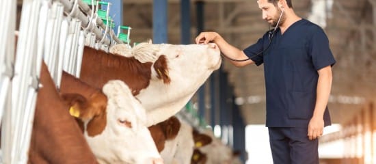 Élevages bovins et ovins : lutte contre la MHE