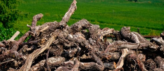 Viticulture : aide à l’arrachage de vignes