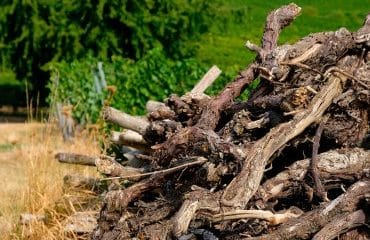 Viticulture : l’aide à l’arrachage de vignes peut être demandée