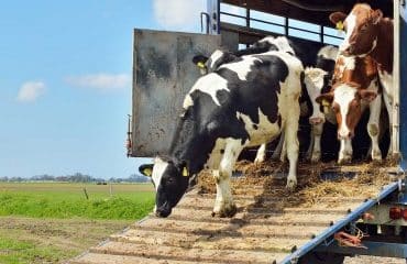 Élevages bovins et ovins : conditions de transport des animaux quittant la zone régulée