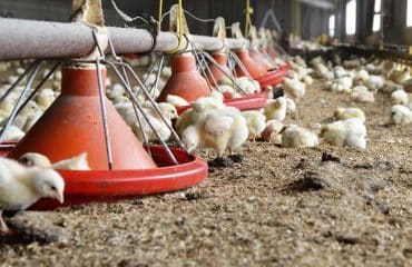 Aviculture : le risque de grippe aviaire redevient « élevé »