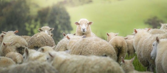 Elevages ovins et bovins : indemnisation des pertes dues à la FCO-3