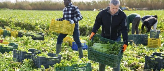 Insertion : revalorisation des montants des aides financières versées aux SIAE