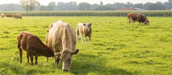 Élevages bovins et ovins : les mesures de soutien de la MSA