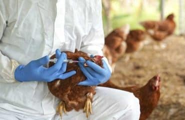 Aviculture : prise en charge par l’État du coût de la vaccination contre la grippe aviaire