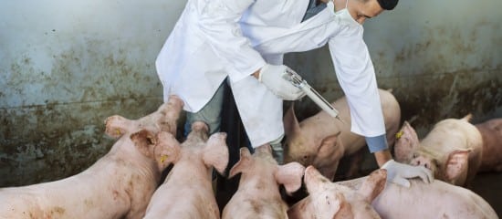 Élevages porcins : un plan d’audit sur la peste porcine africaine